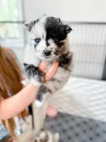 Nola, a female Pomsky for sale in Greenville, MI – 2 of 8
