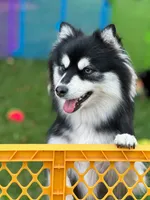 Panda, a female Pomsky for sale in Greenville, MI – 5 of 6