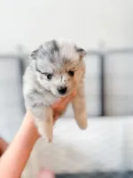 Mabel, a female Pomsky for sale in Greenville, MI – 2 of 7
