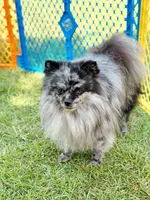 Panda, a female Pomsky for sale in Greenville, MI – 6 of 6