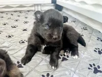 Opal, a female Pomsky for sale in Greenville, MI – 2 of 8