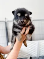 Bambi , a female Pomsky for sale in Greenville, MI – 3 of 8