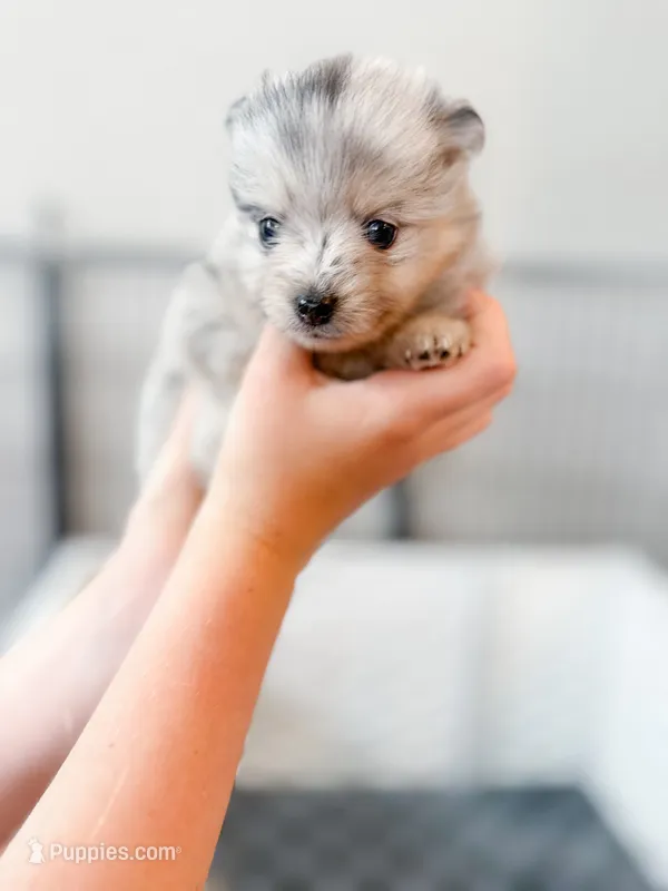Mabel, a female Pomsky for sale in Greenville, MI – 1 of 7