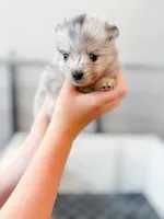 Mabel, a female Pomsky for sale in Greenville, MI – 1 of 7
