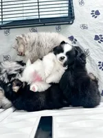 Panda, a female Pomsky for sale in Greenville, MI – 3 of 6