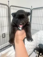Opal, a female Pomsky for sale in Greenville, MI – 4 of 8