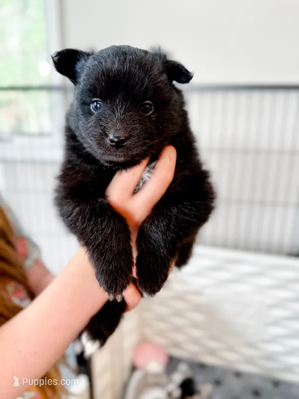 Opal – Pomsky puppy for sale in Greenville, MI