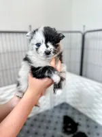 Nola, a female Pomsky for sale in Greenville, MI – 1 of 8
