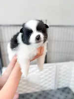 Panda, a female Pomsky for sale in Greenville, MI – 1 of 6