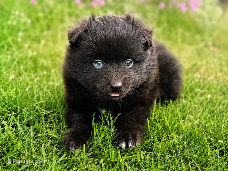 Opal – Pomsky puppy for sale in Greenville, MI