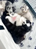 Mabel, a female Pomsky for sale in Greenville, MI – 7 of 7