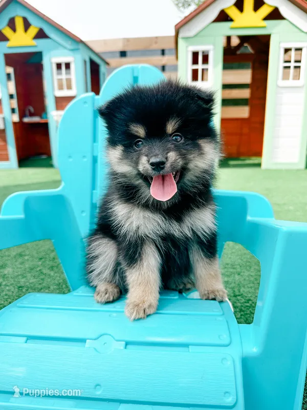Bambi  – Pomsky puppy for sale in Greenville, MI