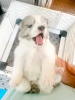 Mochi, a male Pomsky for sale in Greenville, MI – 2 of 7