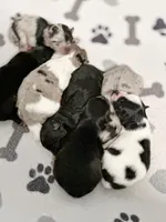 Panda, a female Pomsky for sale in Greenville, MI – 4 of 6