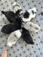 Mochi, a male Pomsky for sale in Greenville, MI – 4 of 7