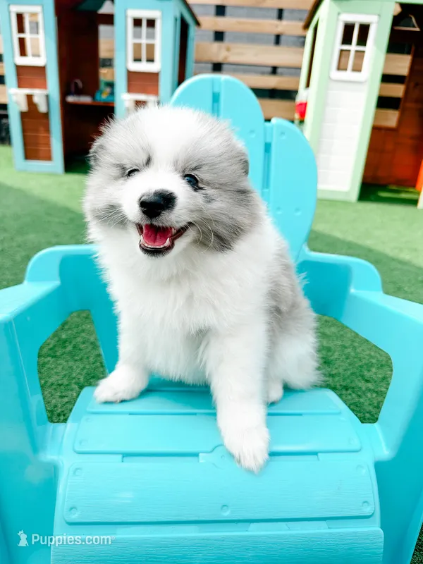 Mochi – Pomsky puppy for sale in Greenville, MI