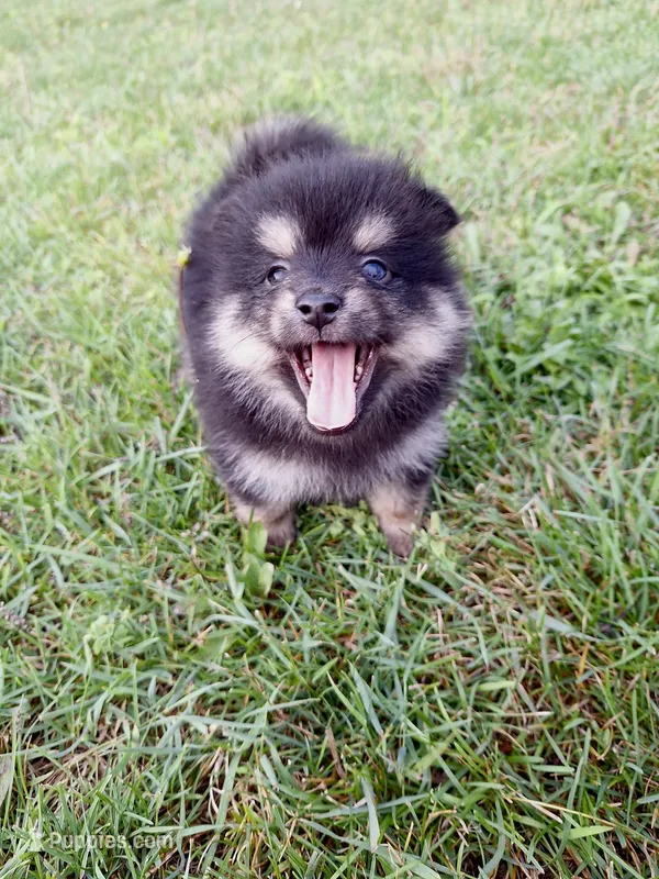 Bambi  – Pomsky puppy for sale in Greenville, MI