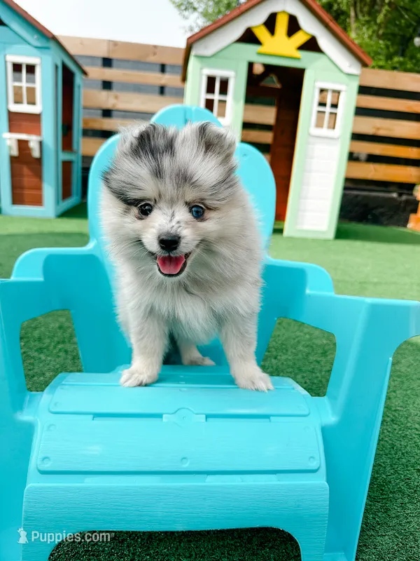 Mabel – Pomsky puppy for sale in Greenville, MI
