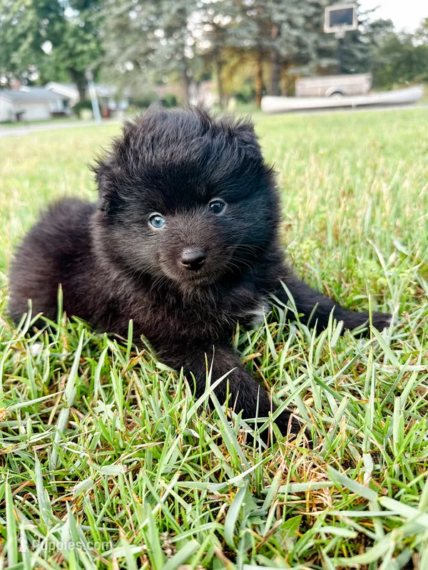 Opal – Pomsky puppy for sale in Greenville, MI