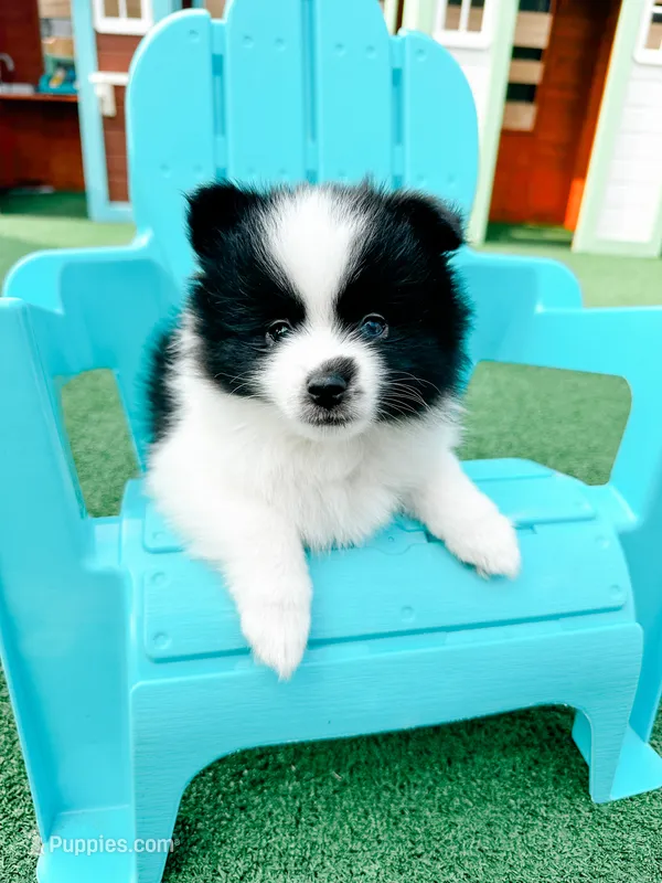 Daisy – Pomsky puppy for sale in Greenville, MI