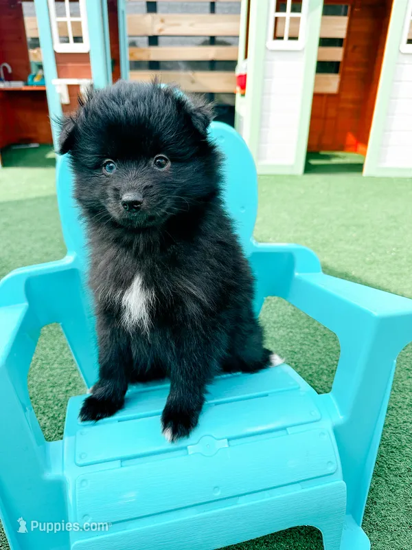 Opal – Pomsky puppy for sale in Greenville, MI