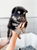 Bambi , a female Pomsky for sale in Greenville, MI – 1 of 8