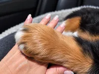 Margo AKC Bernese Mountain Girl Puppy AKC , a female Bernese Mountain Dog for sale in Pine City, MN – 5 of 5