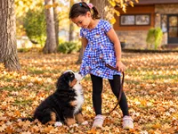 Margo AKC Bernese Mountain Girl Puppy AKC , a female Bernese Mountain Dog for sale in Pine City, MN – 2 of 5