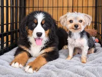 Margo AKC Bernese Mountain Girl Puppy AKC , a female Bernese Mountain Dog for sale in Pine City, MN – 4 of 5