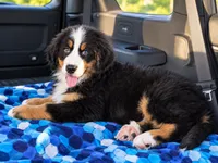 Margo AKC Bernese Mountain Girl Puppy AKC , a female Bernese Mountain Dog for sale in Pine City, MN – 3 of 5