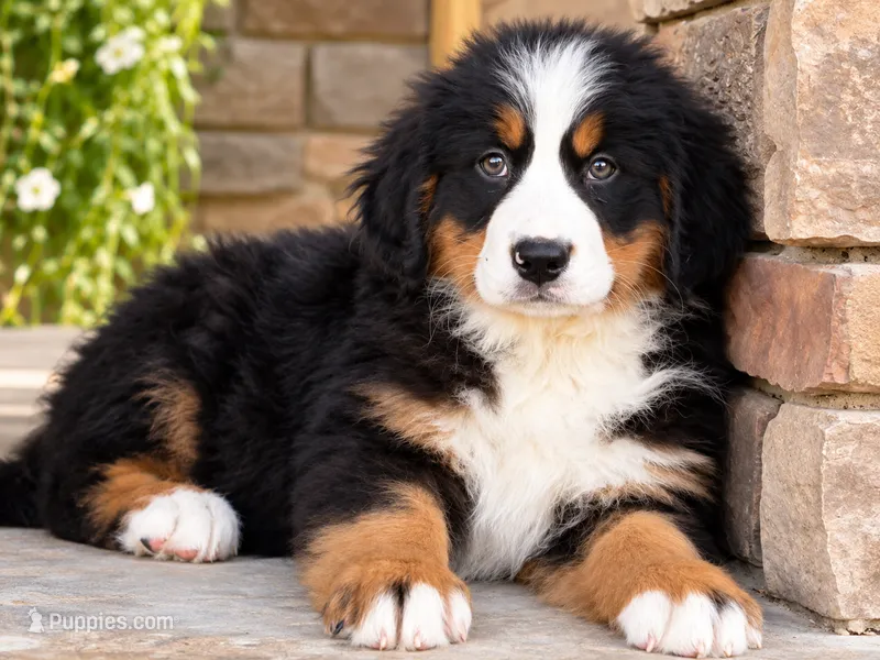 Margo AKC Bernese Mountain Girl Puppy AKC  – Bernese Mountain Dog puppy for sale in Pine City, MN