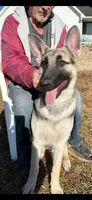 Cash, a male German Shepherd Dog for sale in Saint George, KS – Photo 2 of 2