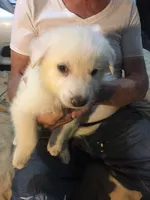 Bo, a male German Shepherd Dog for sale in Saint George, KS – Photo 2 of 2