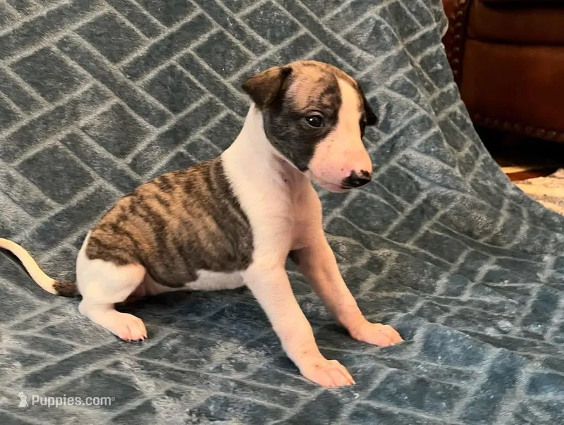 Bella – Whippet puppy for sale in Miami, FL