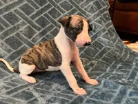 Bella, a female Whippet for sale in Miami, FL – Photo 1 of 2