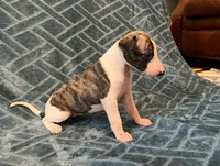 Bella, a female Whippet for sale in Miami, FL – Photo 2 of 2