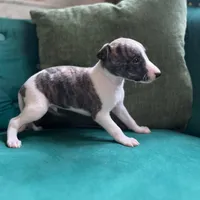 Micky, a male Whippet for sale in Miami, FL – Photo 3 of 3