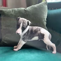 Micky, a male Whippet for sale in Miami, FL – Photo 2 of 3