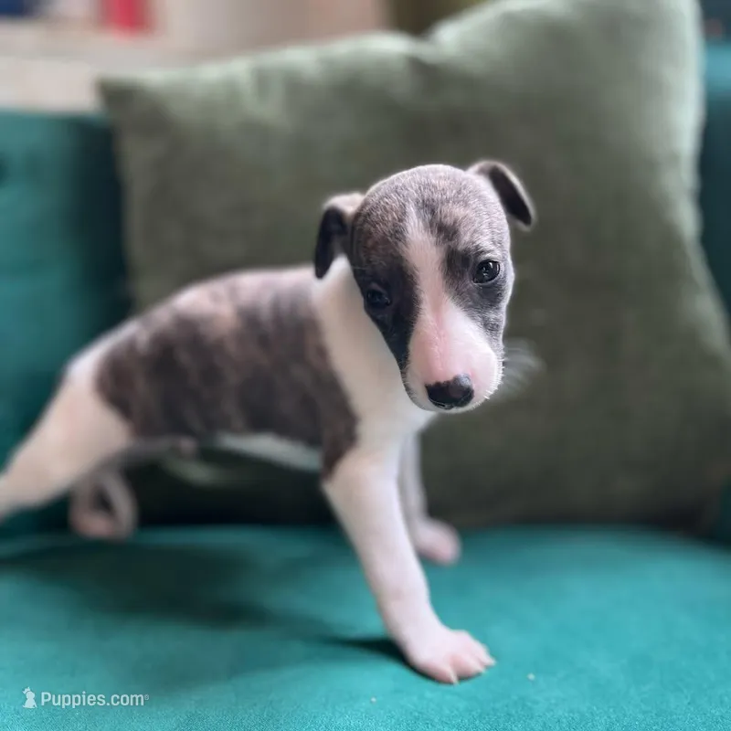 Micky – Whippet puppy for sale in Miami, FL