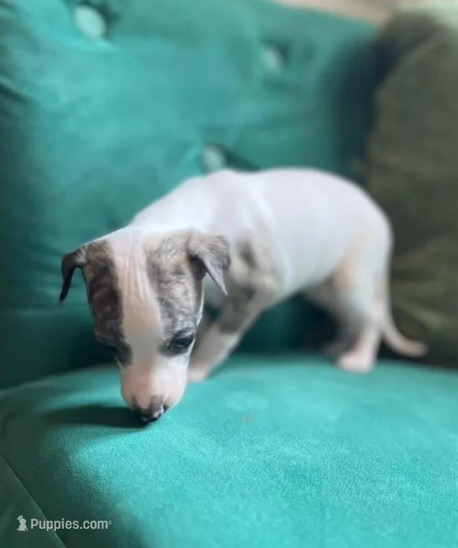 Diana – Whippet puppy for sale in Miami, FL