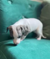 Diana, a female Whippet for sale in Miami, FL – Photo 1 of 3