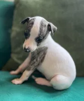 Diana, a female Whippet for sale in Miami, FL – Photo 3 of 3