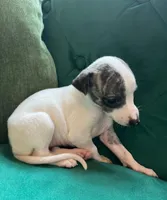 Diana, a female Whippet for sale in Miami, FL – Photo 2 of 3