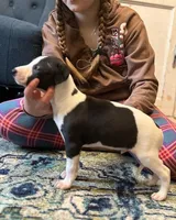 Bruce, a male Whippet for sale in Miami, FL – Photo 1 of 2