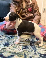 Bruce, a male Whippet for sale in Miami, FL – Photo 2 of 2