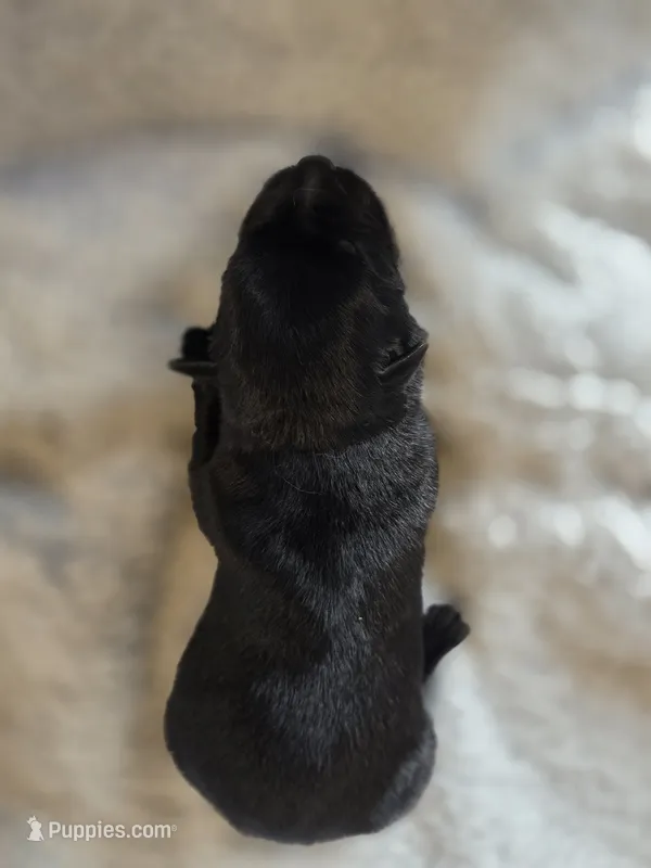Male 7 – German Shepherd Dog puppy for sale in Livermore, CO