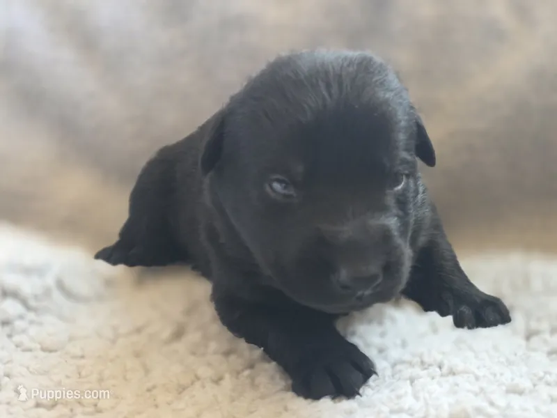 Brown Male – German Shepherd Dog puppy for sale in Livermore, CO