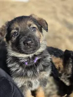 Cindy Lou Who, a female German Shepherd Dog for sale in Livermore, CO – Photo 3 of 8