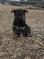 Cindy Lou Who, a female German Shepherd Dog for sale in Livermore, CO – Photo 1 of 8