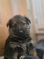 Cindy Lou Who, a female German Shepherd Dog for sale in Livermore, CO – Photo 8 of 8